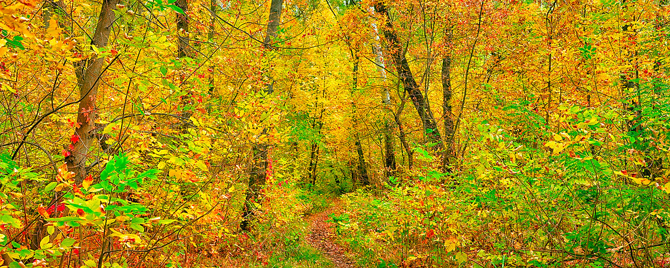 Fall in Ukrainian Forest