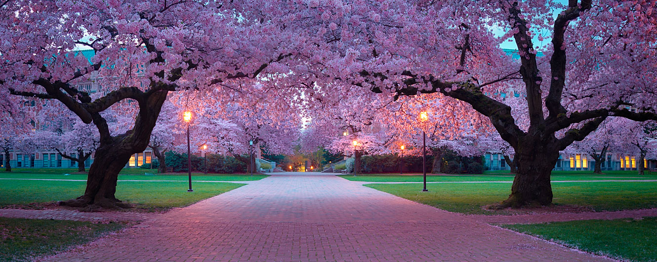 Passage Under Cherry Blossom