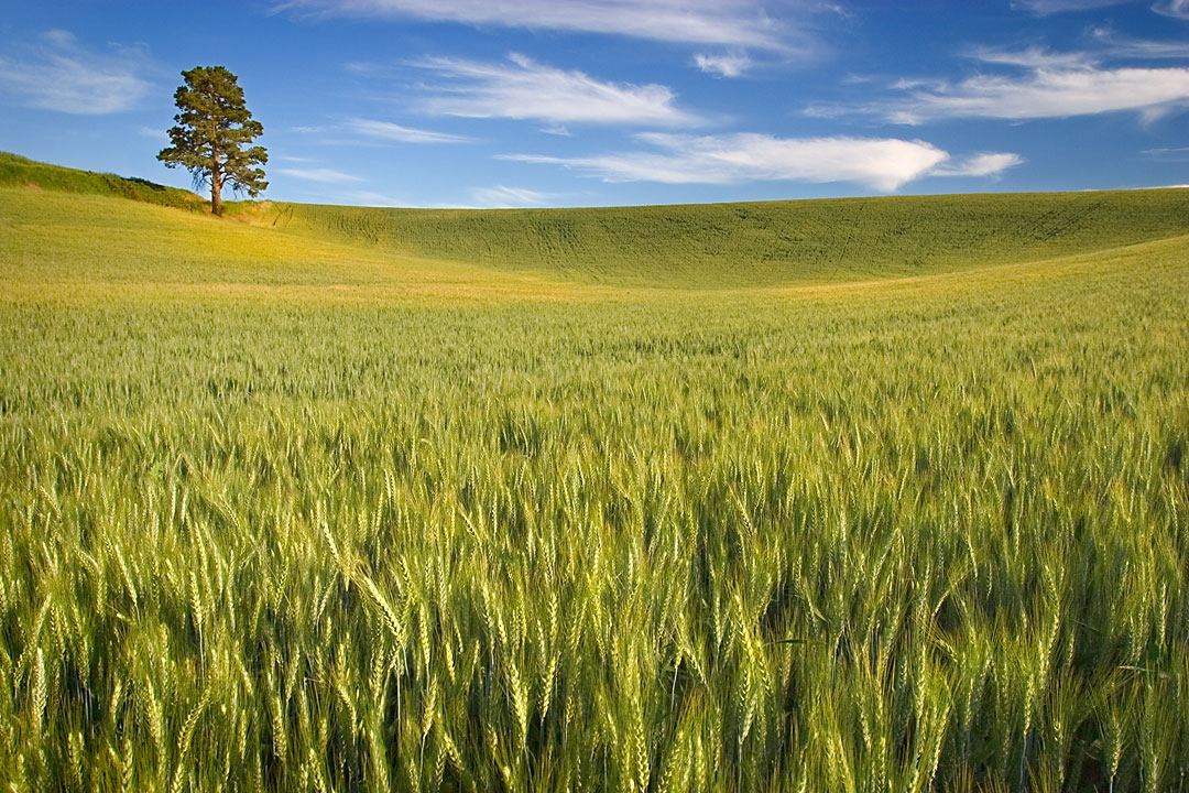 A Tree in a Wheat Field