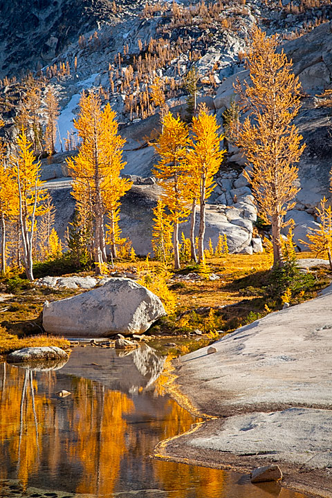 Larches and Reflections