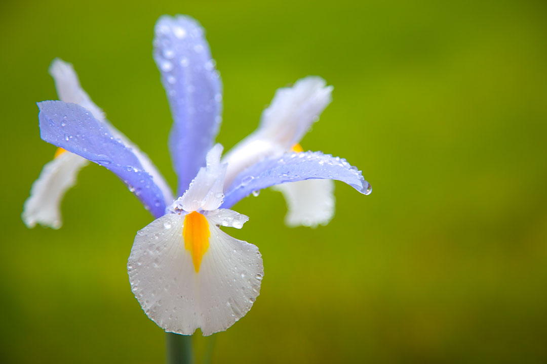 Iris in the Rain