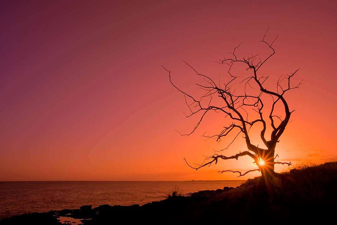 Sunset in the Tree